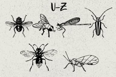 Insects by Minimalistartstudio — Dingbats Font — thumbnail 4