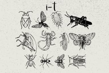 Insects by Minimalistartstudio — Dingbats Font — thumbnail 6