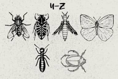 Insects by Minimalistartstudio — Dingbats Font — thumbnail 7