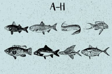 La Mer by Minimalistartstudio — Dingbats Font — thumbnail 2