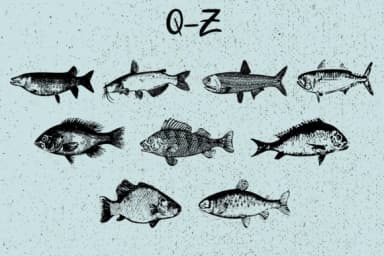 La Mer by Minimalistartstudio — Dingbats Font — thumbnail 4