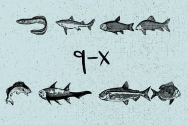 La Mer by Minimalistartstudio — Dingbats Font — thumbnail 7