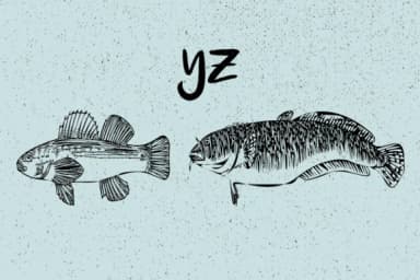 La Mer by Minimalistartstudio — Dingbats Font — thumbnail 8