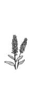 Lavender Flower by MOMAT THIRTYONE — Dingbats Font — thumbnail 3