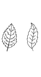 Leaf Thanksgiving by Natchuta — Dingbats Font — thumbnail 8