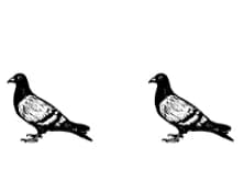 Madarak by vladimirnikolic — Dingbats Font — thumbnail 4