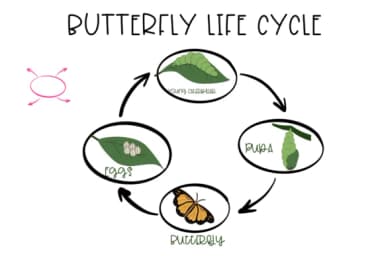 Mind Map by Sirinart — Dingbats Font — thumbnail 5