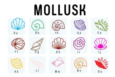 Mollusk by Chada Art — Dingbats Font — thumbnail 2