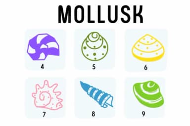 Mollusk by Chada Art — Dingbats Font — thumbnail 4