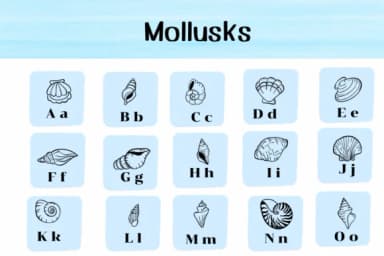 Mollusks by Ketsarin — Dingbats Font — thumbnail 2