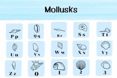 Mollusks by Ketsarin — Dingbats Font — thumbnail 3