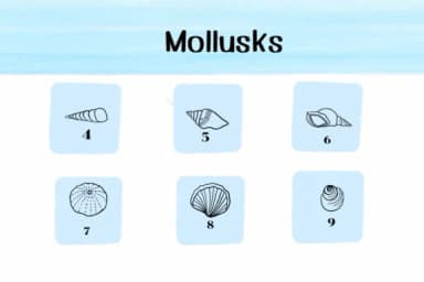Mollusks by Ketsarin — Dingbats Font — thumbnail 4