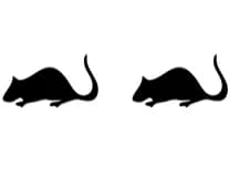 Naughty Mouse by Nongyao — Dingbats Font — thumbnail 8