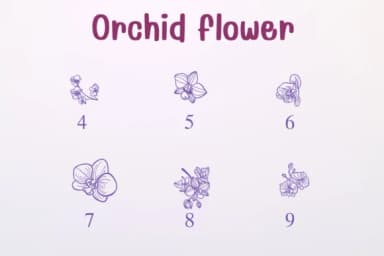 Orchid Flower by Sontaya — Dingbats Font — thumbnail 4
