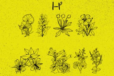 Plantic by Minimalistartstudio — Dingbats Font — thumbnail 3