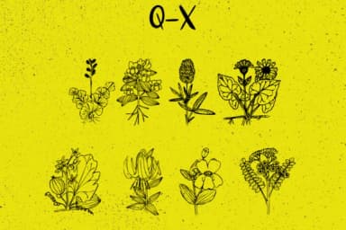 Plantic by Minimalistartstudio — Dingbats Font — thumbnail 4