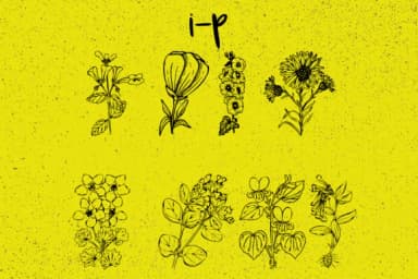 Plantic by Minimalistartstudio — Dingbats Font — thumbnail 7