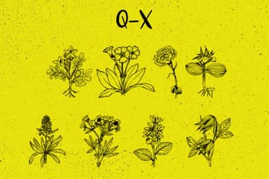 Plantic by Minimalistartstudio — Dingbats Font — thumbnail 8