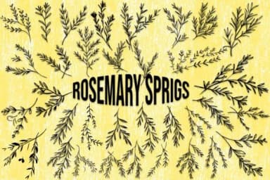 Rosemary Sprigs by MOMAT THIRTYONE — Dingbats Font — thumbnail 1