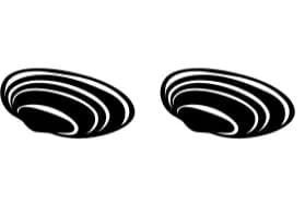 Seashell Summer by PraewDesigns — Dingbats Font — thumbnail 8