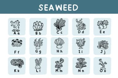 Seaweed by Bee piyanuch — Dingbats Font — thumbnail 6