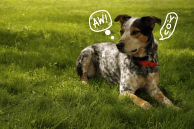 Speech Bubbles by Bee piyanuch — Dingbats Font — thumbnail 4