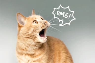 Speech Bubbles by Bee piyanuch — Dingbats Font — thumbnail 5