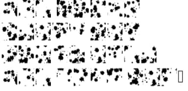 Splats by GraphicsBam Fonts — Dingbats Font — thumbnail 5