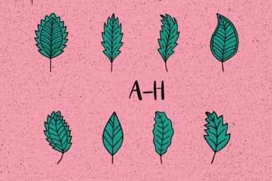 Spring Leaves by Minimalistartstudio — Dingbats Font — thumbnail 2