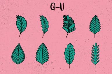 Spring Leaves by Minimalistartstudio — Dingbats Font — thumbnail 4