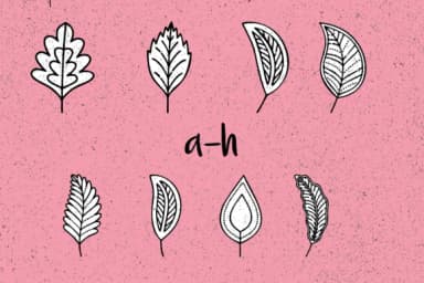 Spring Leaves by Minimalistartstudio — Dingbats Font — thumbnail 6