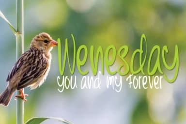 Children Day's Font by jehansyah251 — Script Handwritten Font — thumbnail 3