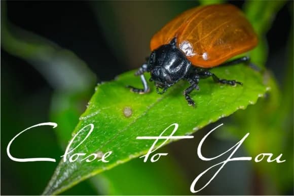 Close to You Font by Intellecta Design — Script Handwritten Font