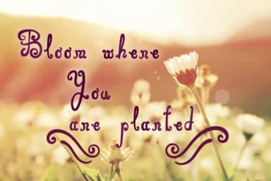 Eva Script Font by Creatoria Designs — Script Handwritten Font — thumbnail 4