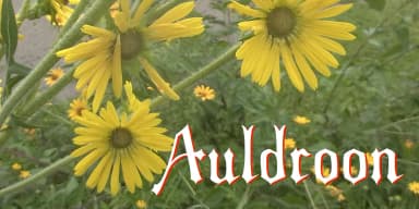 Auldroon Super Family by Ingrimayne Type — Blackletter Font — thumbnail 2