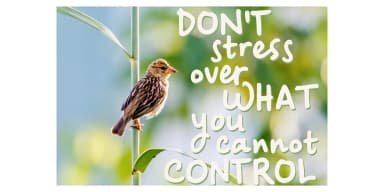 Be Cool by Ana's Fonts — Dingbats Font — thumbnail 9