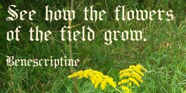 BeneScriptine by Ingrimayne Type — Blackletter Font — thumbnail 3