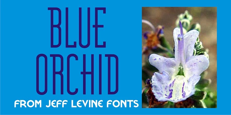 BLUE ORCHID JNL by Jeff Levine Fonts — Decorative Font