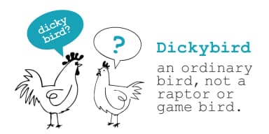 Dickybird Doodles by Outside the Line — Dingbats Font — thumbnail 1