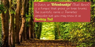 Elfenbankje by Kitchen Table Type Foundry — Decorative Font — thumbnail 2