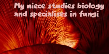 Elfenbankje by Kitchen Table Type Foundry — Decorative Font — thumbnail 3