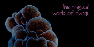 Elfenbankje by Kitchen Table Type Foundry — Decorative Font — thumbnail 4