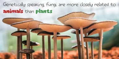 Elfenbankje by Kitchen Table Type Foundry — Decorative Font — thumbnail 5