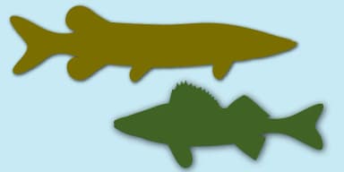 FishFresh by Gerald Gallo Fonts — Dingbats Font — thumbnail 1