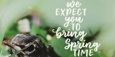 Floret by Ana's Fonts — Dingbats Font — thumbnail 4