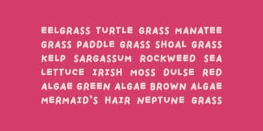 Handpicked Seashells by type peace — Decorative Font — thumbnail 10