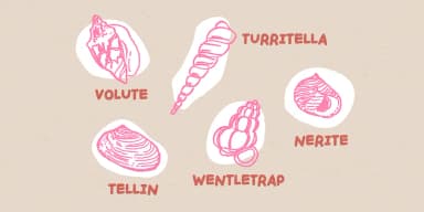 Handpicked Seashells by type peace — Decorative Font — thumbnail 3