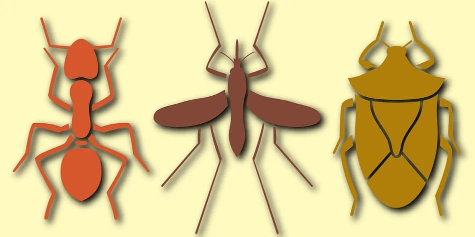 Just Bugs by Gerald Gallo Fonts — Dingbats Font