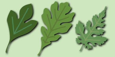 Leaf Assortment by Gerald Gallo Fonts — Dingbats Font — thumbnail 1