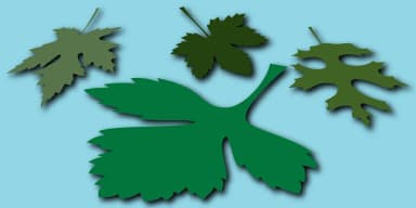 Leaves by Gerald Gallo Fonts — Dingbats Font — thumbnail 1